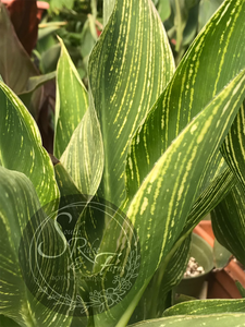 canna 'Striped Beauty'