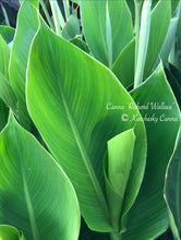 Load image into Gallery viewer, canna &#39;Richard Wallace’