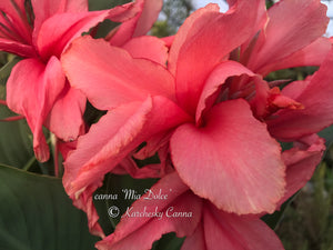 canna 'Mia Dolce'