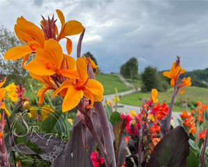 canna 'Pacific Beauty'