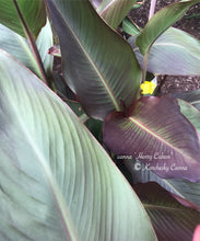 Load image into Gallery viewer, canna &#39;Henry Cuban&#39;