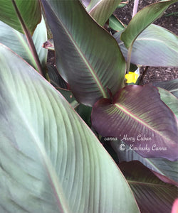 canna 'Henry Cuban'