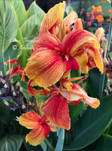 canna 'Transvaal’