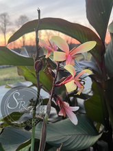 Load image into Gallery viewer, canna &#39;Panache&#39;