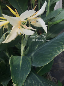 white canna lily bulbs canna 'White Tiger' – South Ridge Farm & Botanic Gardens