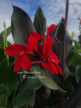 Load image into Gallery viewer, canna &#39;Monsieur Risqué&#39;