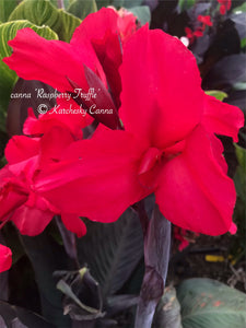 canna 'Raspberry Truffle'