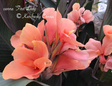 Load image into Gallery viewer, canna &#39;First Lady&#39;