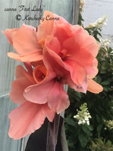 Load image into Gallery viewer, canna &#39;First Lady&#39;