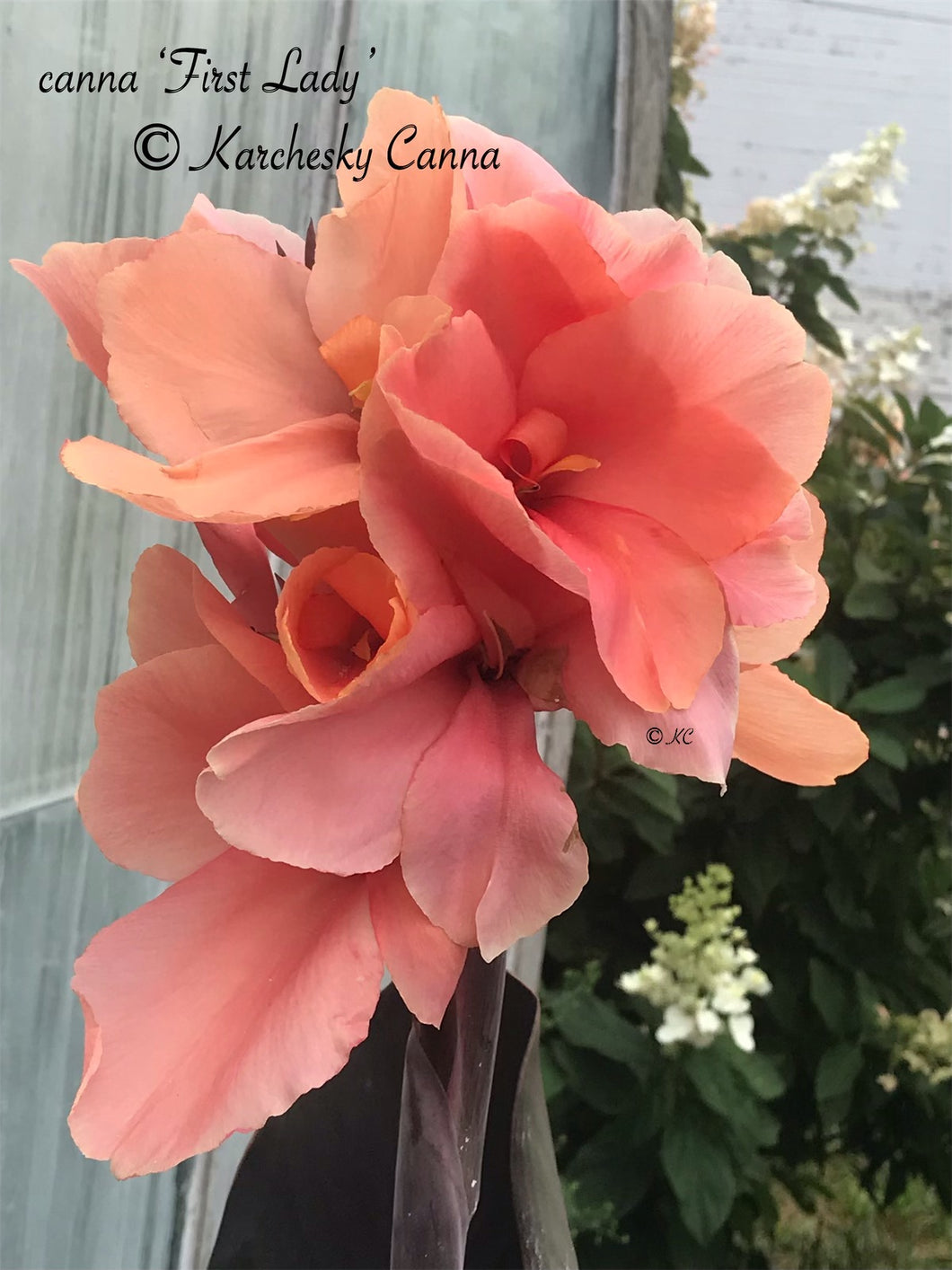 canna 'First Lady'
