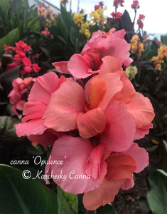 canna 'Opulence'
