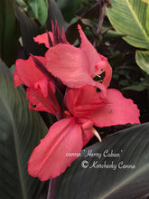 Load image into Gallery viewer, canna &#39;Henry Cuban&#39;