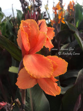 Load image into Gallery viewer, canna &#39;Autumn Glow&#39;