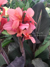 Load image into Gallery viewer, canna &#39;Picotee Pink&#39;