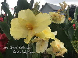 canna 'Dawn's Early Light'