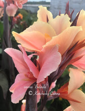 Load image into Gallery viewer, canna &#39;Belinda&#39;
