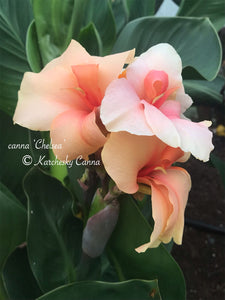 canna 'Chelsea'