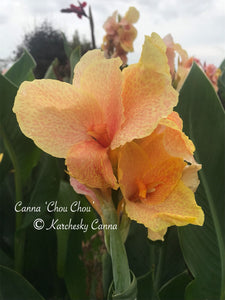 canna 'Chou Chou'