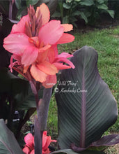 Load image into Gallery viewer, canna &#39;Wild Thing’