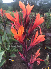 Load image into Gallery viewer, canna &#39;Thai Rainbow&#39;