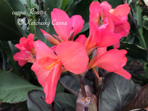 canna 'Rosetta'