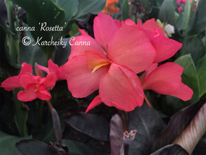 canna 'Rosetta'