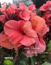 Load image into Gallery viewer, canna &#39;Opulence&#39;