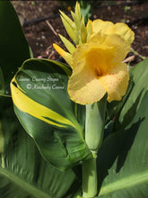 Load image into Gallery viewer, canna &#39;Creamy Stripes&#39;