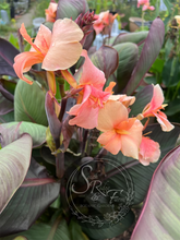 Load image into Gallery viewer, canna ‘Amazing Grace &#39;