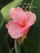 Load image into Gallery viewer, canna &#39;Moraiah&#39;