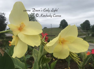 canna 'Dawn's Early Light'