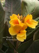 Load image into Gallery viewer, canna &#39;Midnight Sun&#39;