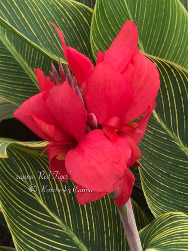 canna 'Red Tiger'