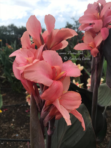 canna 'Picotee Pink'