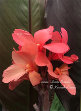 Load image into Gallery viewer, canna &#39;Aurora Borealis&#39;