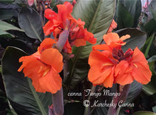 Load image into Gallery viewer, canna &#39;Tango Mango&#39;