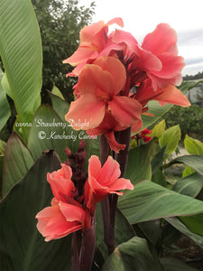 canna 'Strawberry Delight'