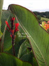 Load image into Gallery viewer, canna &#39;Musafolia&#39;