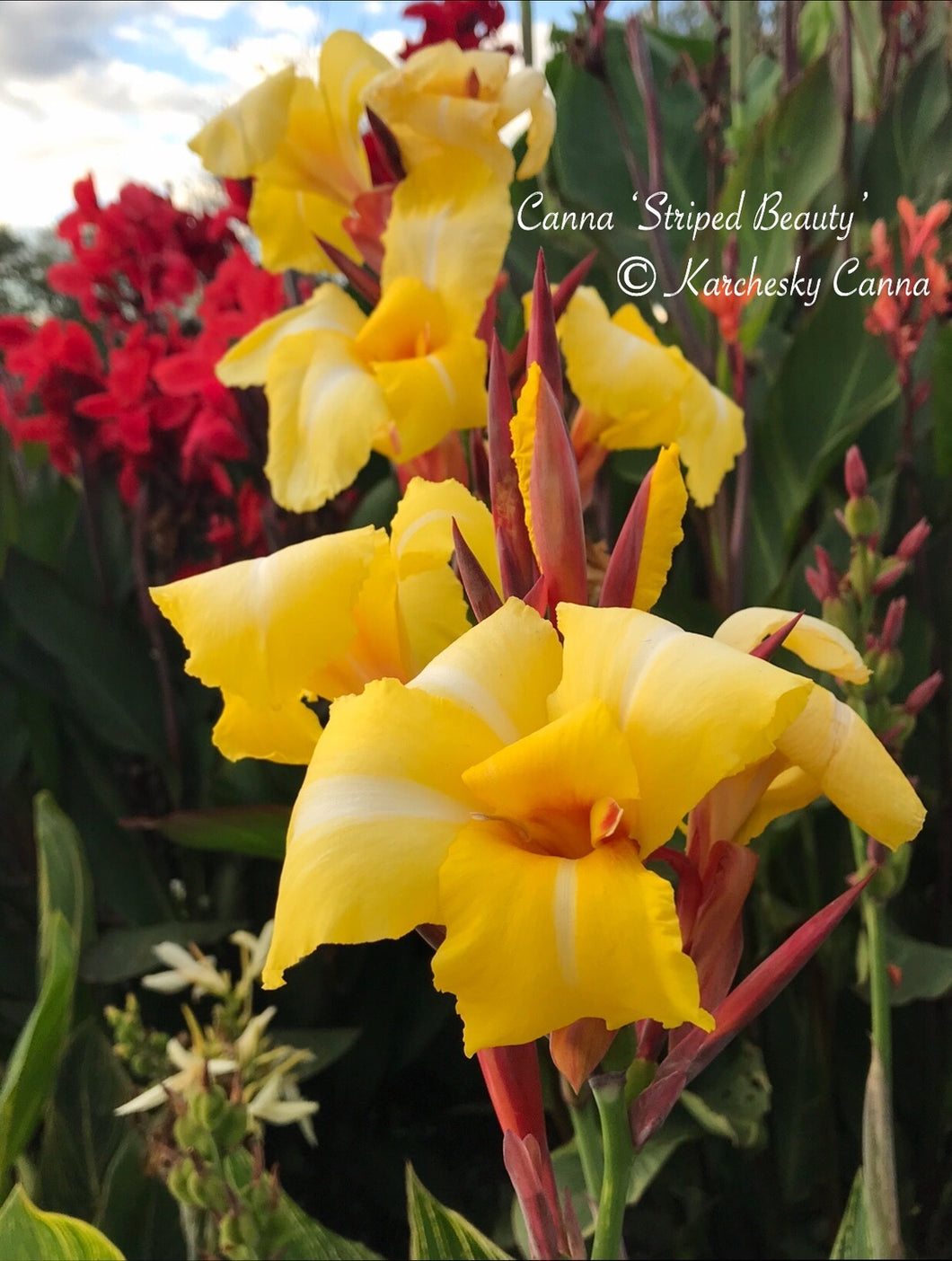 canna 'Striped Beauty'