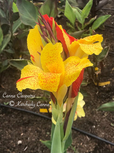 canna 'Cleopatra Variegated'