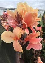 Load image into Gallery viewer, canna &#39;Belinda&#39;