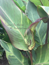 Load image into Gallery viewer, canna &#39;Thai Rainbow&#39;