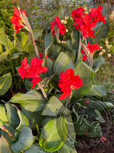 Load image into Gallery viewer, canna &#39;President&#39;