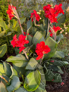 canna 'President'