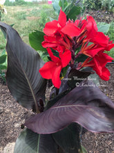 Load image into Gallery viewer, canna &#39;Monsieur Risqué&#39;