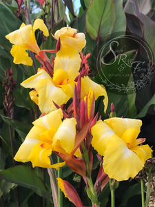 canna 'Striped Beauty'