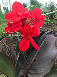 canna 'Monsieur Risqué'