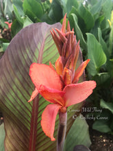 Load image into Gallery viewer, canna &#39;Wild Thing’