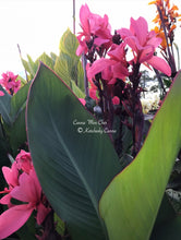 Load image into Gallery viewer, canna &#39;Mon Cher&#39;