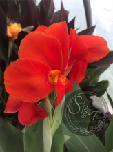 Load image into Gallery viewer, canna &#39;President&#39;